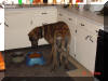 Great Dane Puppies , Great Danes for Sale , Great Dane Breeders